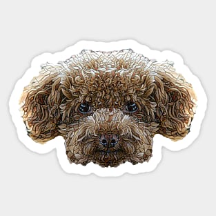 Toy Poodle Face Sticker